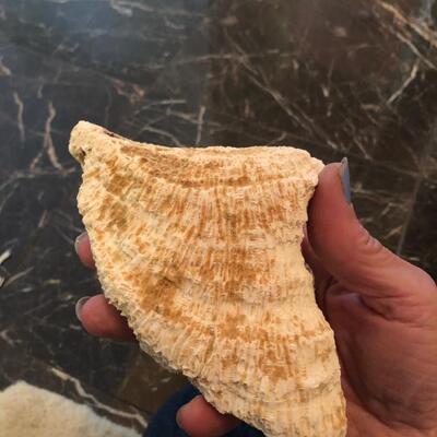 Solenastrea bourboni fossil coral