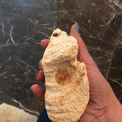 Solenastrea bourboni fossil coral