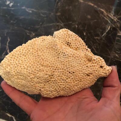 Solenastrea bourboni fossil coral