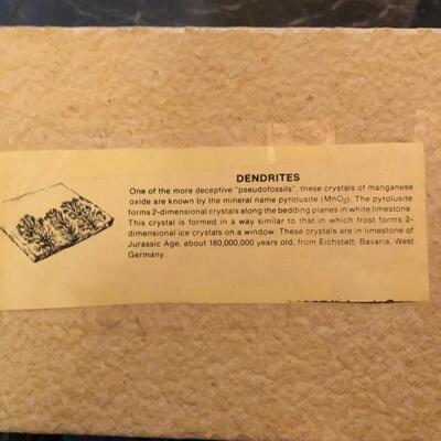 Dendrites fossil in limestone