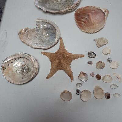 Sea Shells