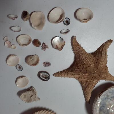 Sea Shells