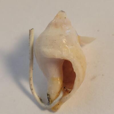 tiny mouse made of seashells handcrafted