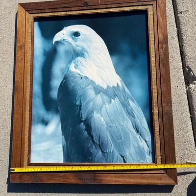 Bald Eagle Photo
