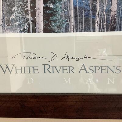 Framed Thomas Mangelsen Photography White River Aspens