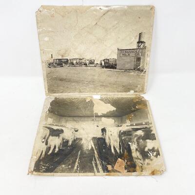 LARGE ANTIQUE PHOTOGRAPHS OF PANHANDLE MILK COMPANY & COWS