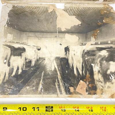 LARGE ANTIQUE PHOTOGRAPHS OF PANHANDLE MILK COMPANY & COWS