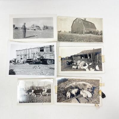 ANTIQUE PHOTOGRAPH LOT - FARM & ANIMALS