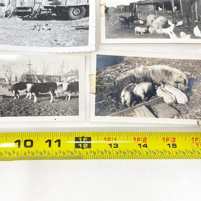 ANTIQUE PHOTOGRAPH LOT - FARM & ANIMALS