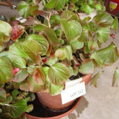Potted Begonia's