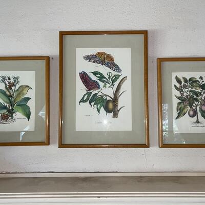 Lot 109 Vintage 3 Framed Nature Prints Botanicals