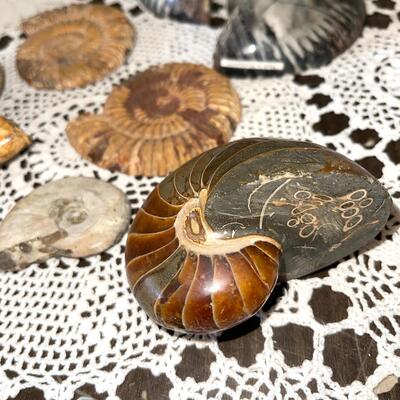 Lot 118 Group Shells & Rock Fossils Nautilus  7pc
