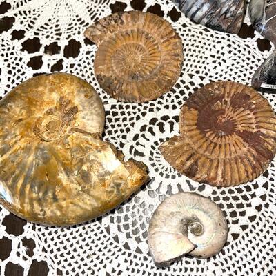 Lot 118 Group Shells & Rock Fossils Nautilus  7pc