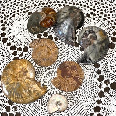Lot 118 Group Shells & Rock Fossils Nautilus  7pc