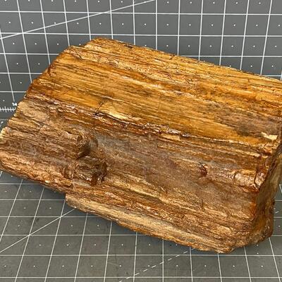 Large Petrified Wood 