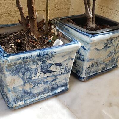 Two plants in planters blue and white