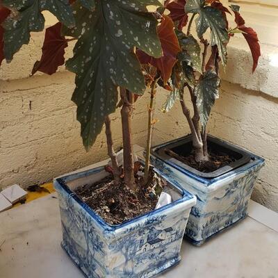 Two plants in planters blue and white
