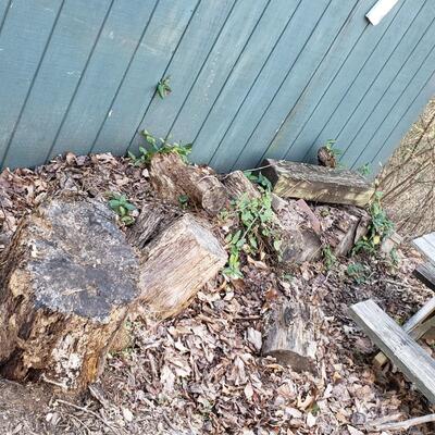 Firewood