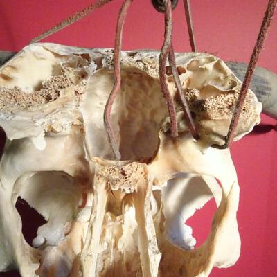 LOT 220. NATIVE AMERICAN INSPIRED HAND PAINTED SKULL