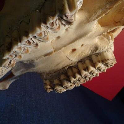 LOT 220. NATIVE AMERICAN INSPIRED HAND PAINTED SKULL