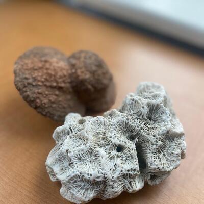 Fossils/rocks