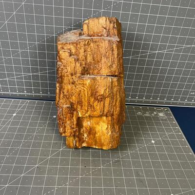 LARGE Petrified Wood with Clear Coat Finish