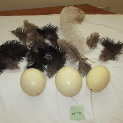 Ostrich Eggs & Feathers