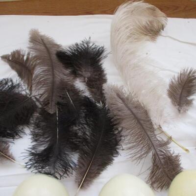 Ostrich Eggs & Feathers