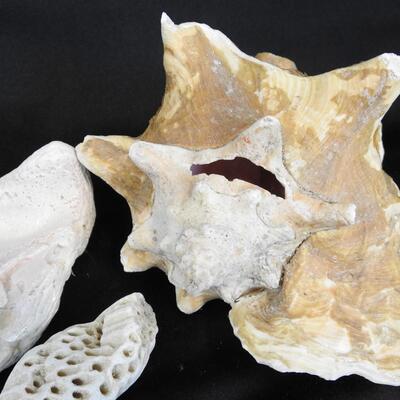 18 pc Shells & Rocks