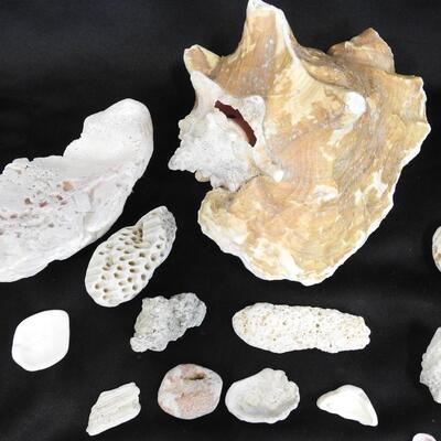 18 pc Shells & Rocks