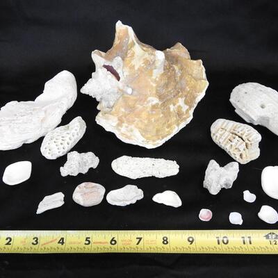 18 pc Shells & Rocks