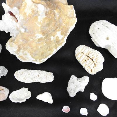 18 pc Shells & Rocks