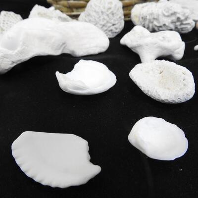 Small Basket with 24 rocks & shells