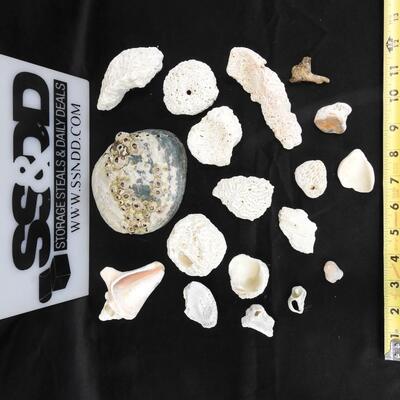 18 Rocks & Shells