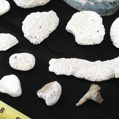 18 Rocks & Shells