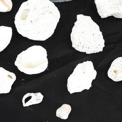 18 Rocks & Shells