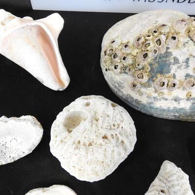 18 Rocks & Shells