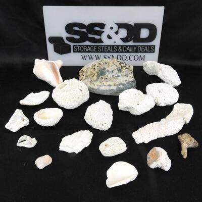 18 Rocks & Shells