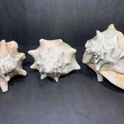 3 Large Conch Shells
