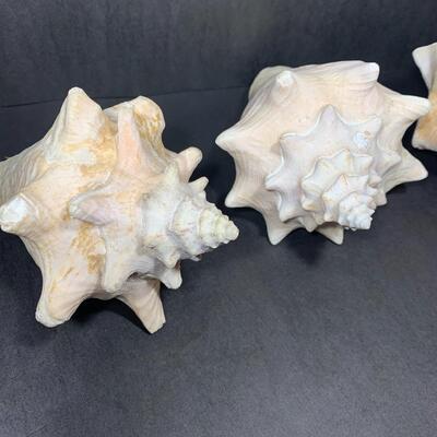 3 Large Conch Shells