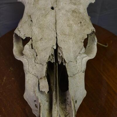 Cow Skull