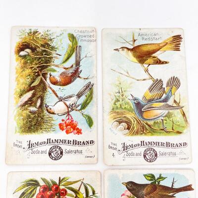 VINTAGE ARM & HAMMER BIRD TRADE CARDS LOT #1