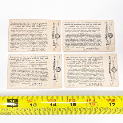 VINTAGE ARM & HAMMER BIRD TRADE CARDS LOT #1