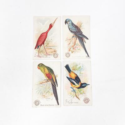 ARM & HAMMER BIRD TRADE CARDS LOT #2