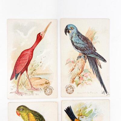 ARM & HAMMER BIRD TRADE CARDS LOT #2