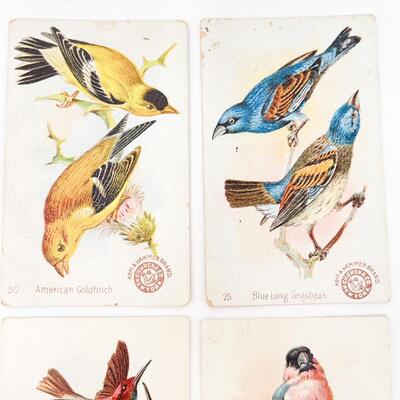 ARM & HAMMER BIRD TRADE CARDS LOT #3