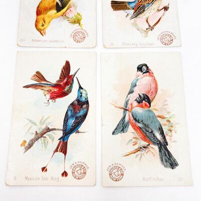 ARM & HAMMER BIRD TRADE CARDS LOT #3