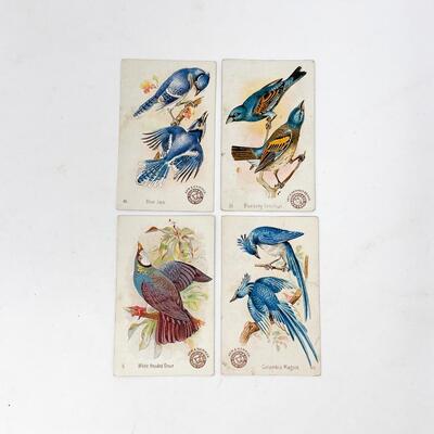 ARM & HAMMER BIRD TRADE CARDS LOT #4