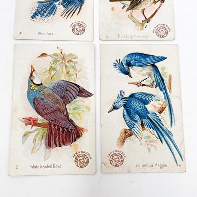 ARM & HAMMER BIRD TRADE CARDS LOT #4