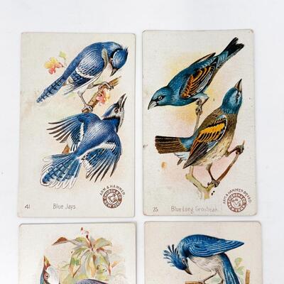 ARM & HAMMER BIRD TRADE CARDS LOT #4